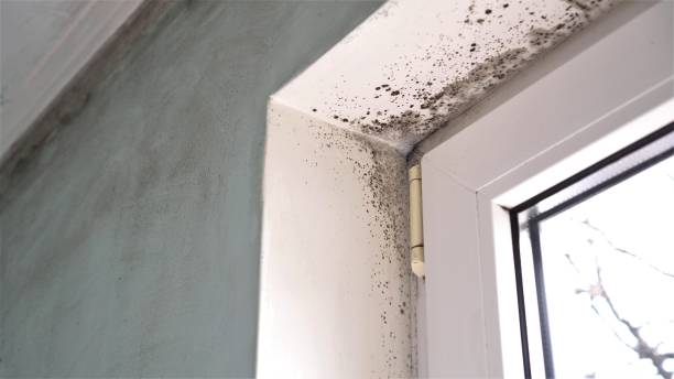 Mold Removal Process in Austin, TX