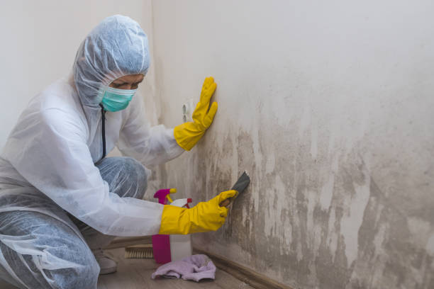 Best Attic Mold Removal  in Austin, TX