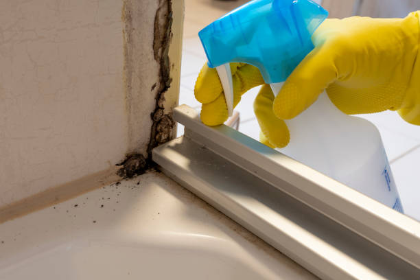 Mold Removal Process in Austin, TX