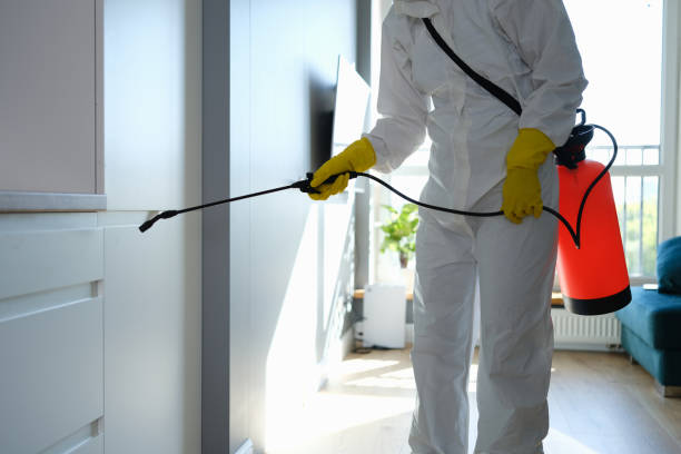 Attic Mold Removal in Austin, TX