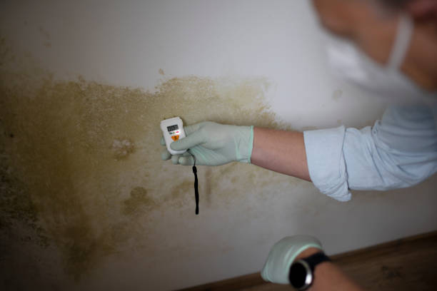 Best Home Mold Removal  in Austin, TX