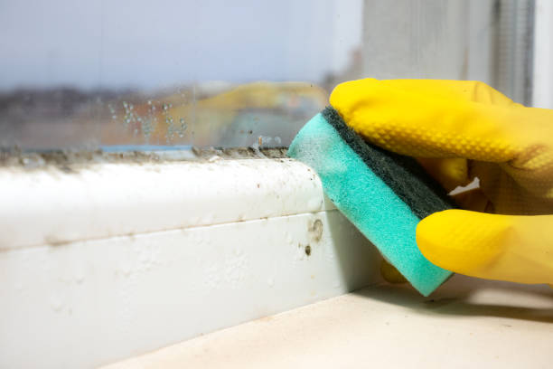 Best Commercial Mold Removal  in Austin, TX