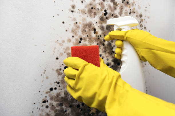 Best Fast Mold Removal  in Austin, TX