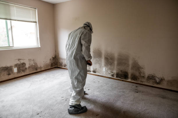 Certified Mold Removal in Austin, TX