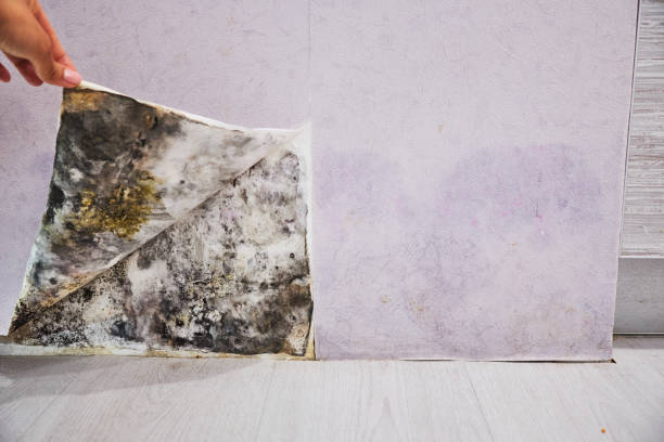 Best Attic Mold Removal  in Austin, TX